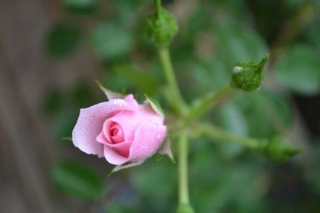 Madeline Knight Carnes