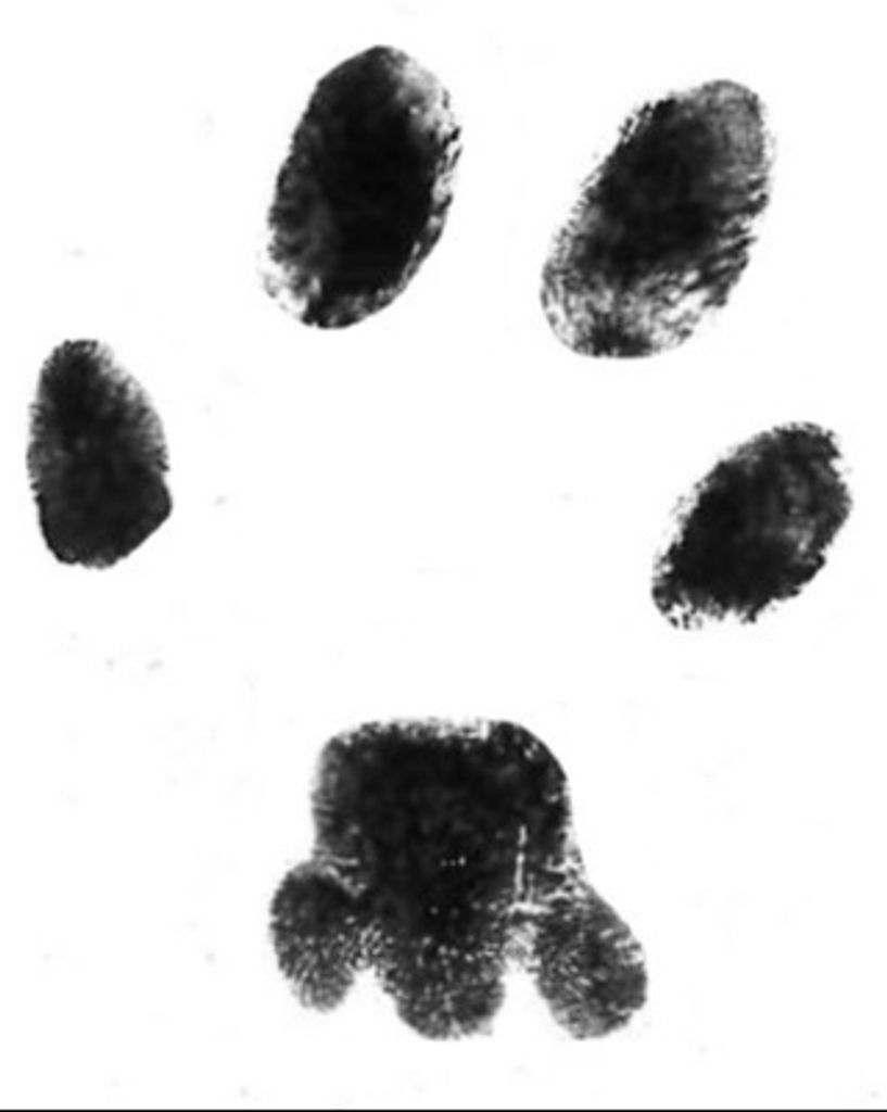 Spookie Shade Profile Photo