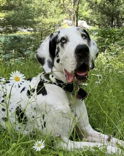 Nevaeh the Great Dane's obituary image
