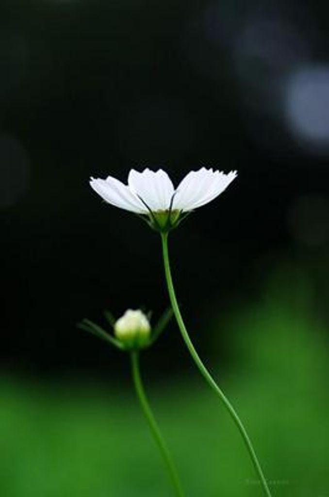 Doris Mae Welsch Profile Photo