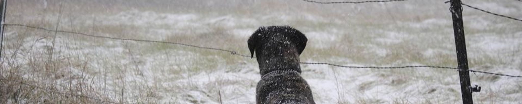 Cover for Virginia "Jenny" L. Suchy's Obituary