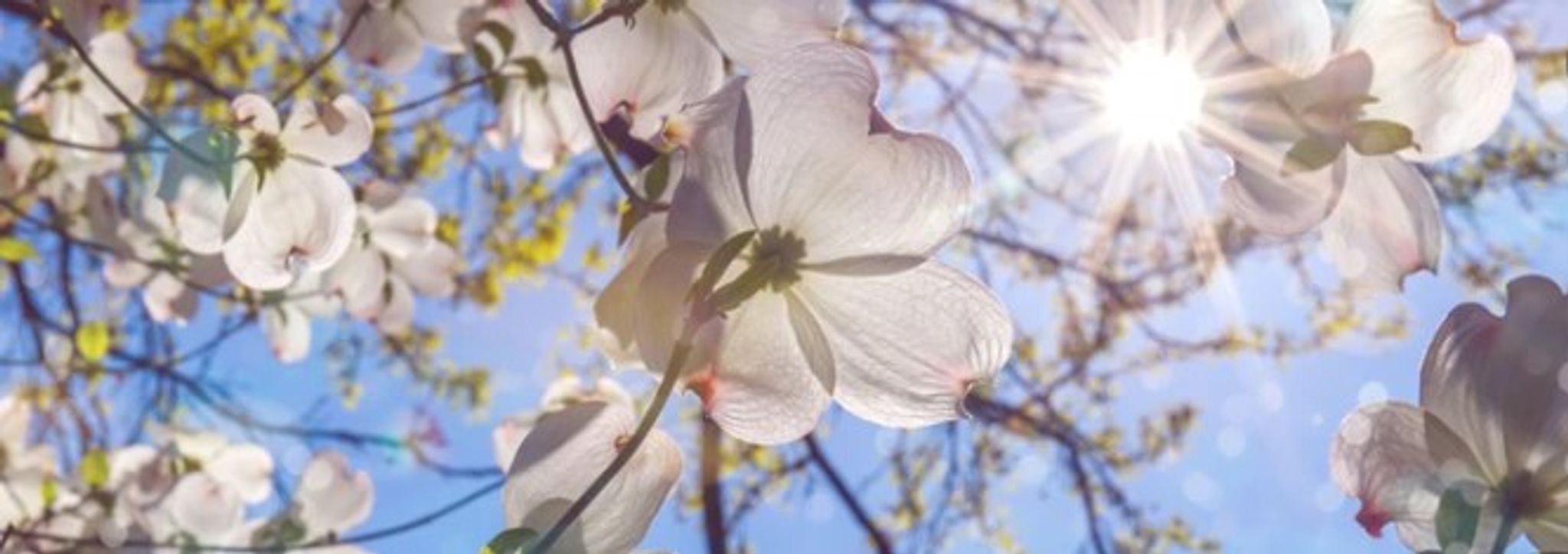 Cover photo for Elizabeth Ann Pittman's Obituary