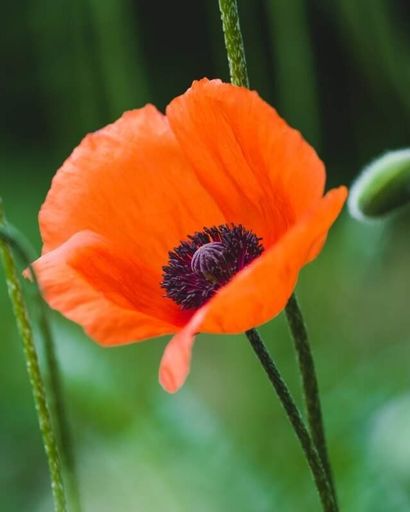 Ursula Heil Profile Photo