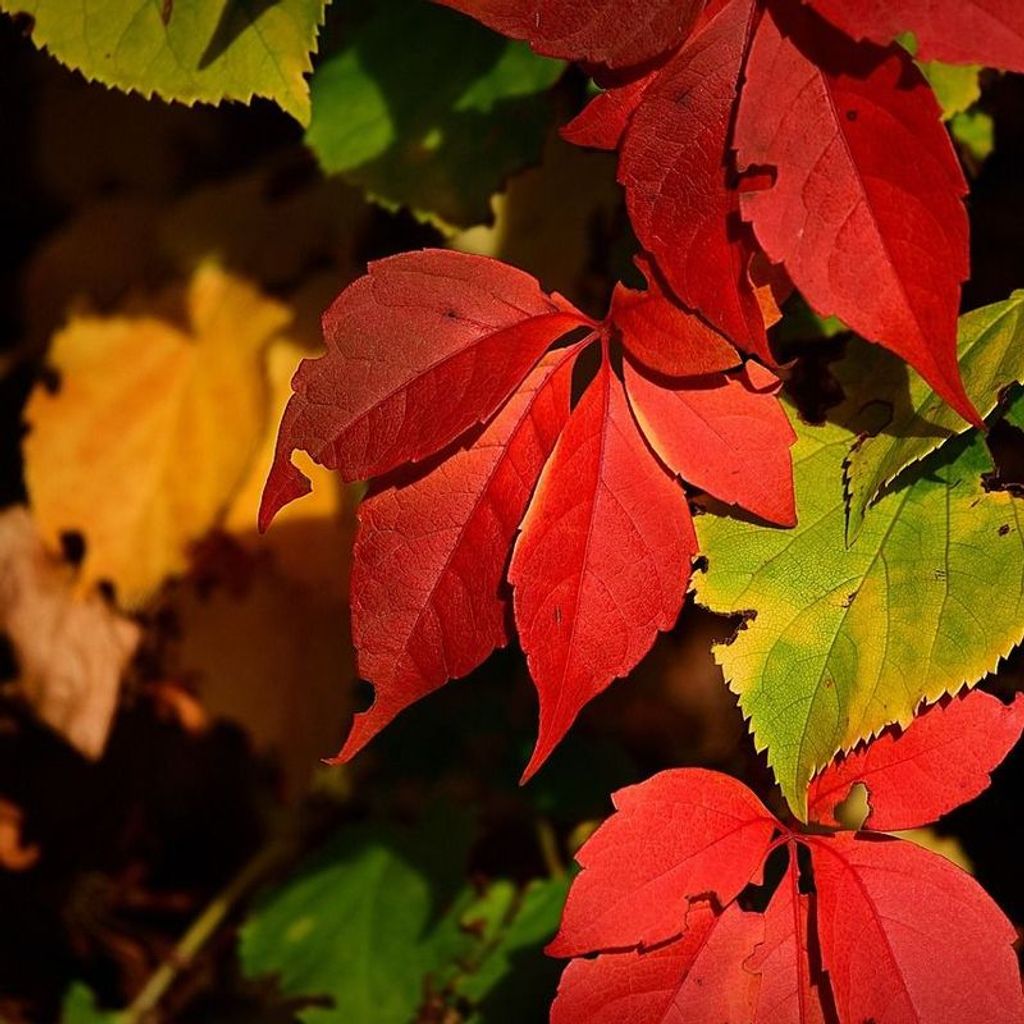 Lois L. Young Profile Photo