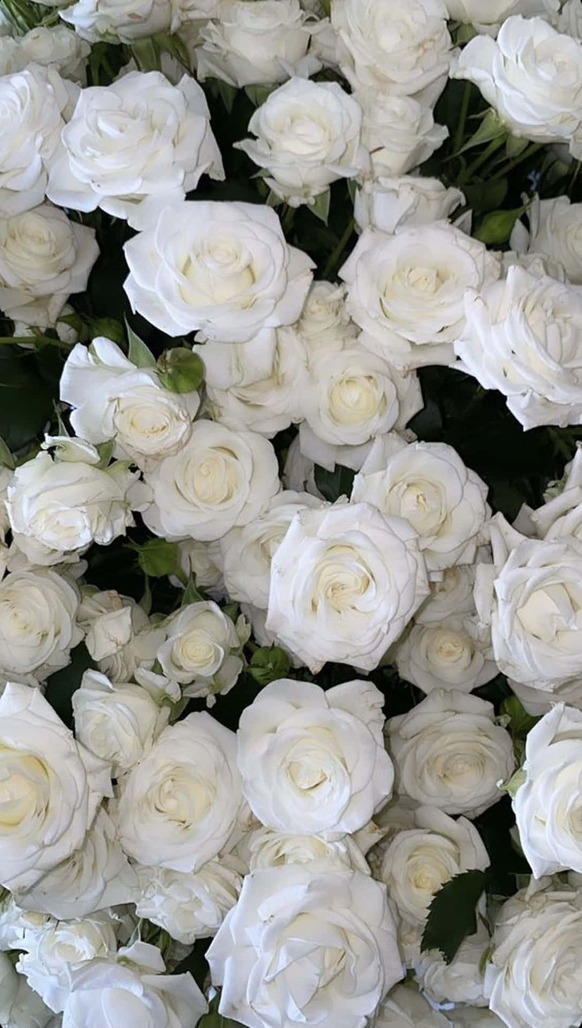 Cover for Vanna Lynn Hillsman's Obituary