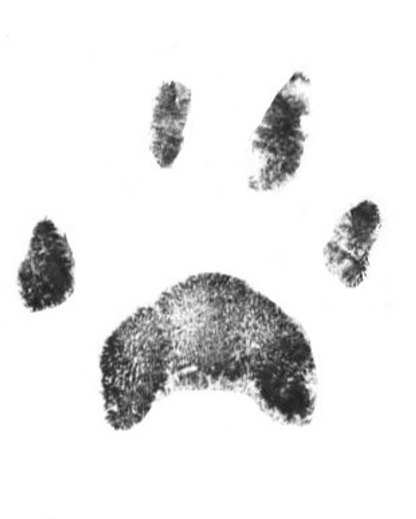 Ewnoggie Bradshaw Profile Photo