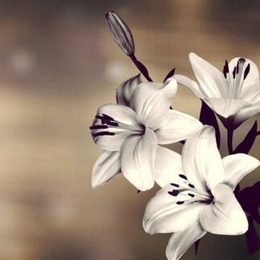 Calvin Thomas Tompkins Profile Photo