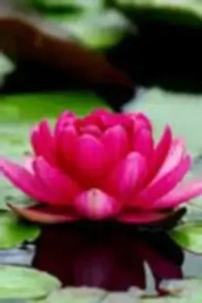 Leann Banta Profile Photo