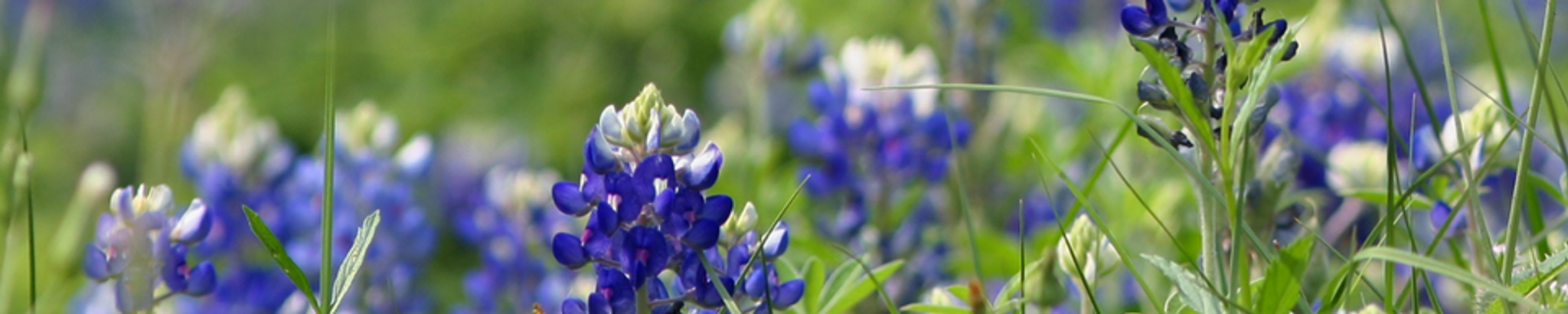 Cover for Geneil L Reynolds's Obituary