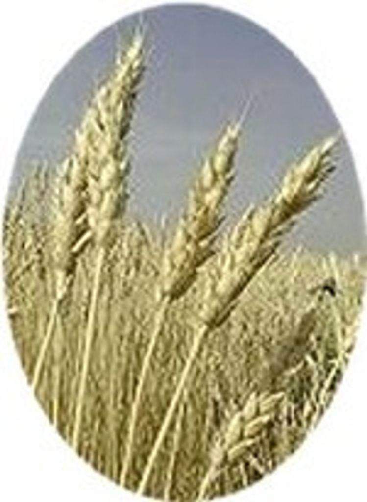 Pete L. Goosen Profile Photo
