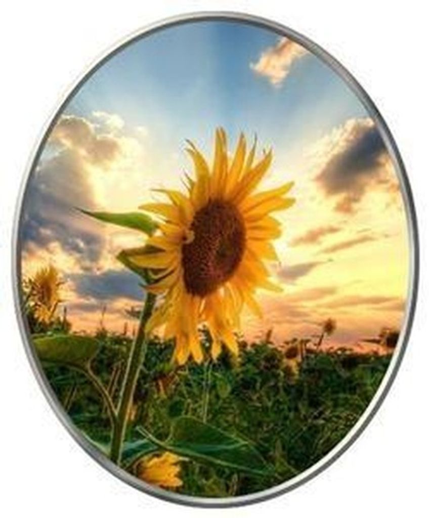 Dianne Paradis Profile Photo