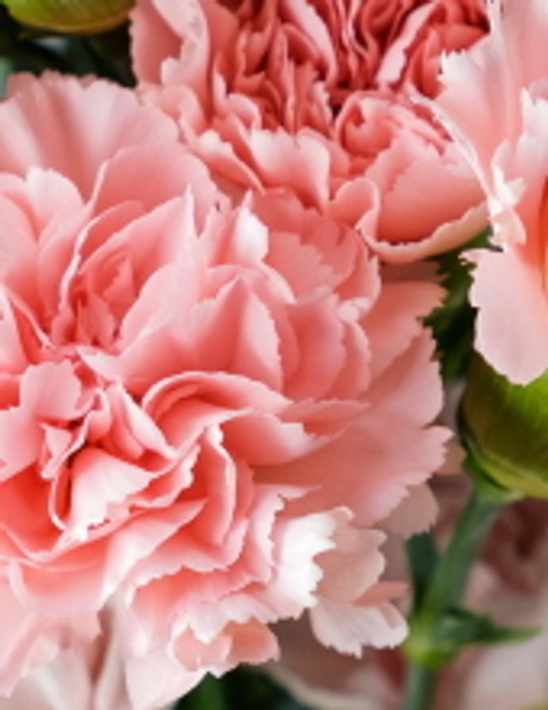 Shirley A. Schwantes