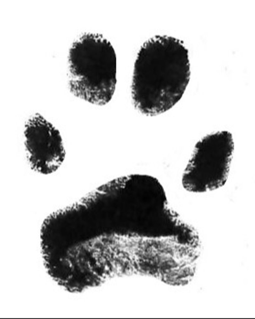 Ginger Clutter Profile Photo