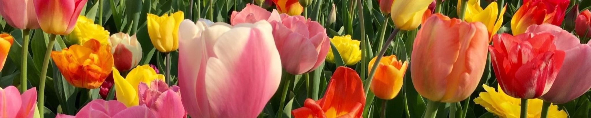 Cover photo for LaRae L. Post's Obituary