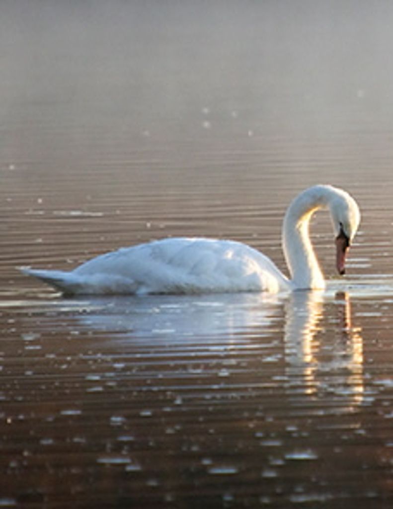 Ethel Ilene Koger Profile Photo