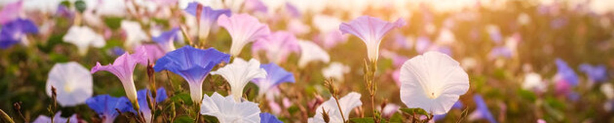 Cover for Terese "Teri" Louise Rohloff's Obituary