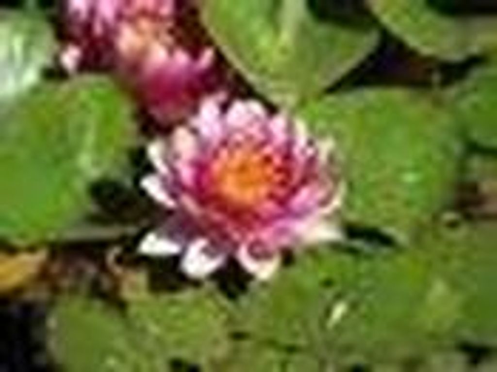 Rosemary A. Budzis Profile Photo