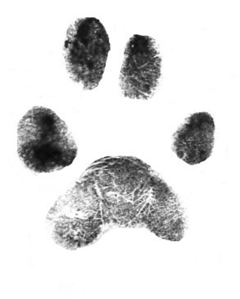 Gizmo Young Profile Photo