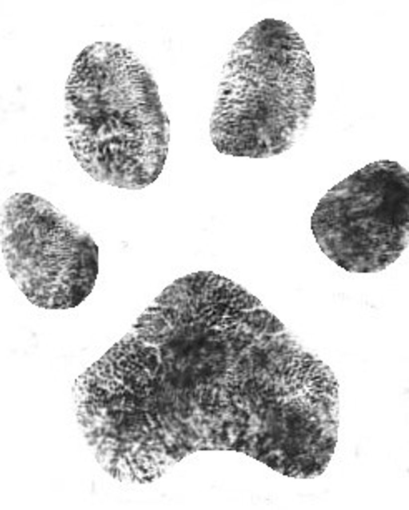 BonneyRaitt Ramsey Profile Photo