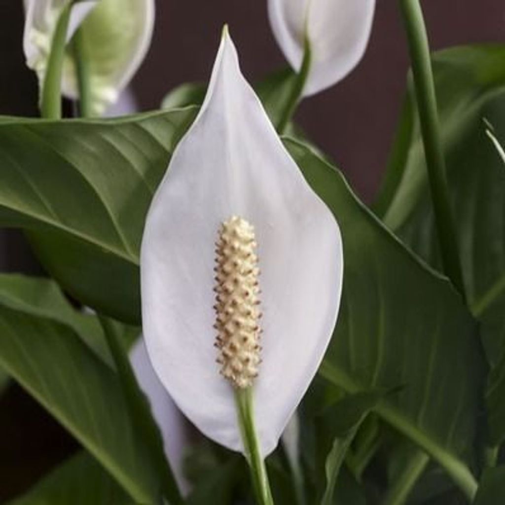 Glenn Howard Hummell Profile Photo