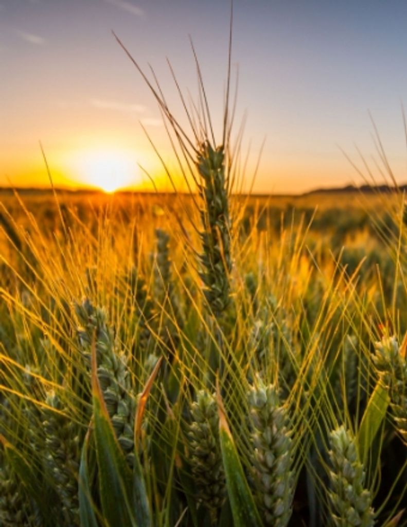 Leroy Reimer Profile Photo