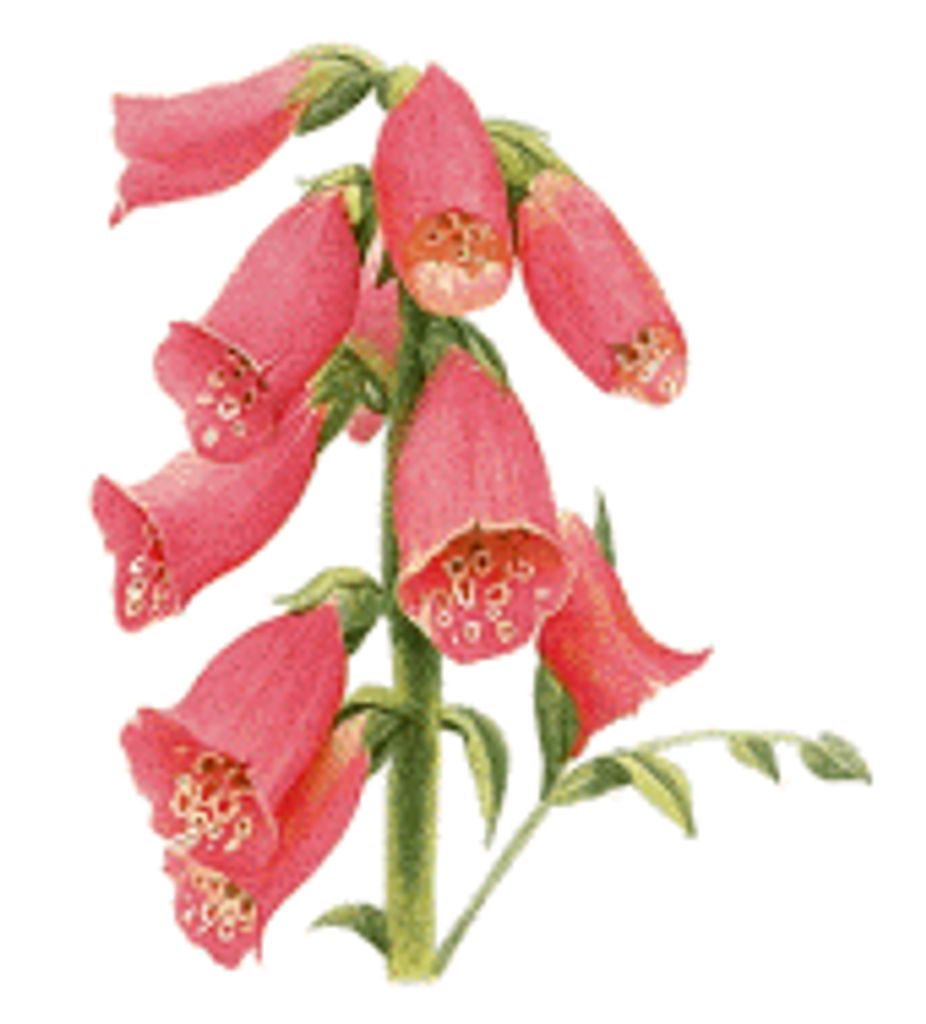 Lily Mae Stem Barnes