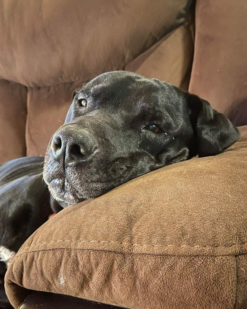 Scoob the Dog