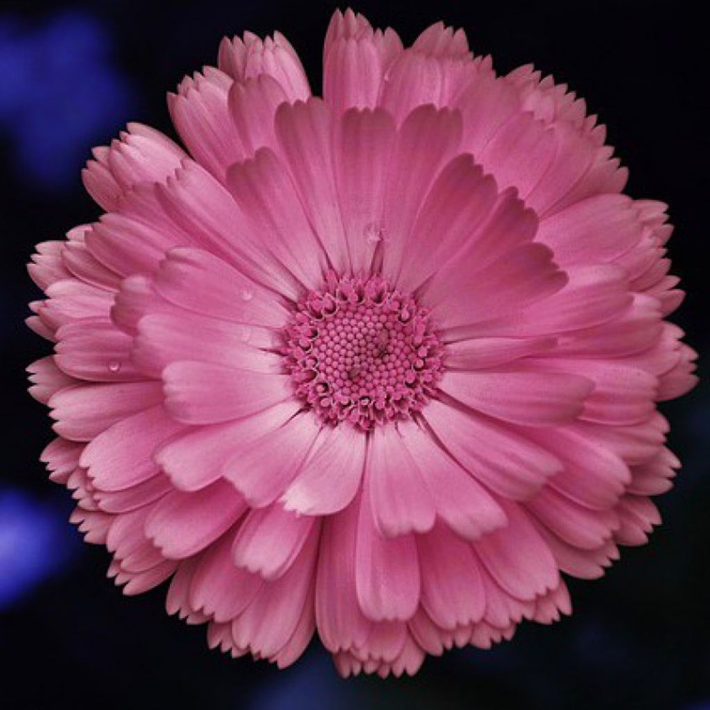 Nancy E. Shannon Profile Photo