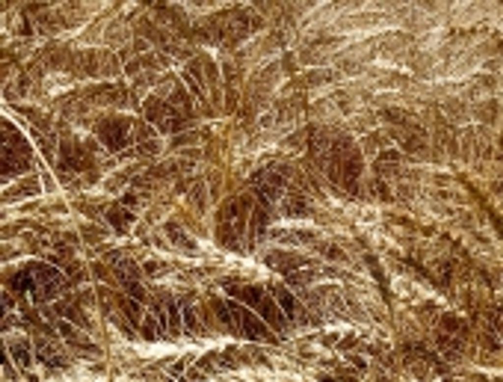 Edwin Wiebe Profile Photo