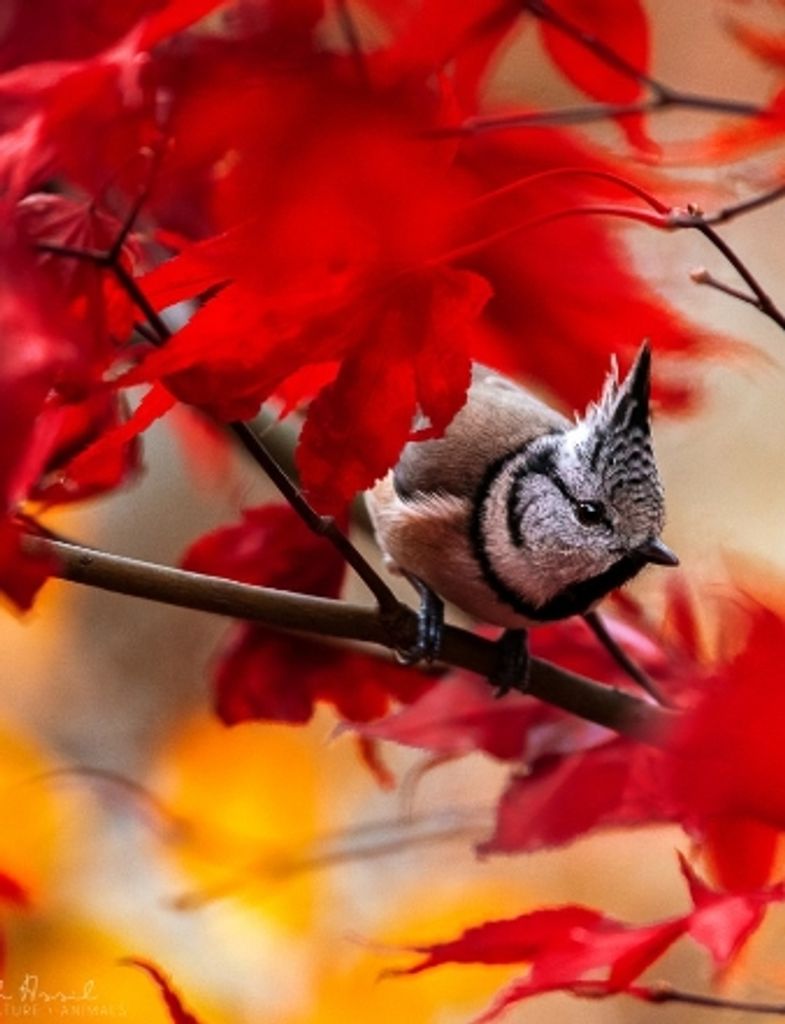 Clarence Rowland Jones, Jr.