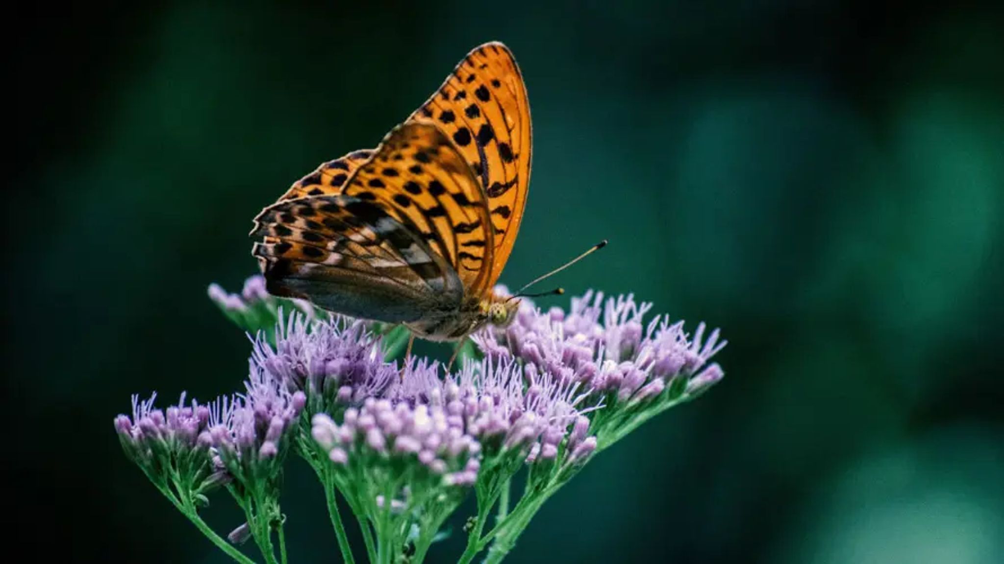 Cover for Patricia Diane Bequette's Obituary