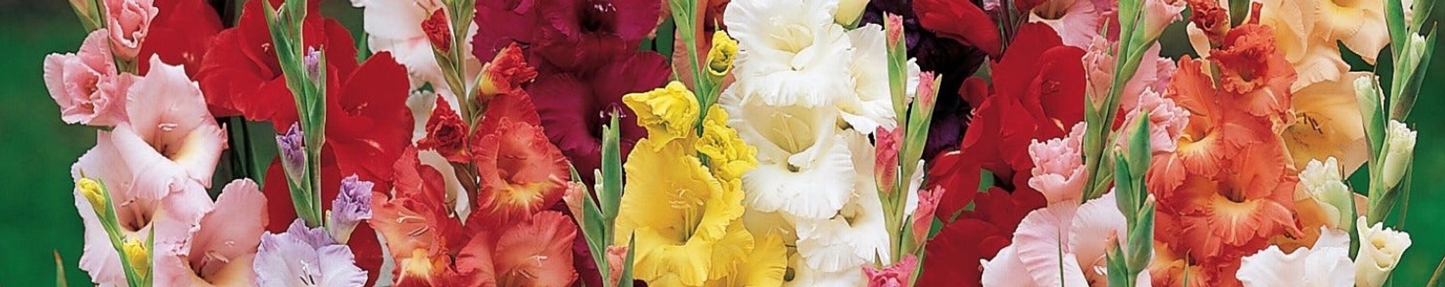 Cover photo for Maria Guadalupe Mendez De Suarez's Obituary