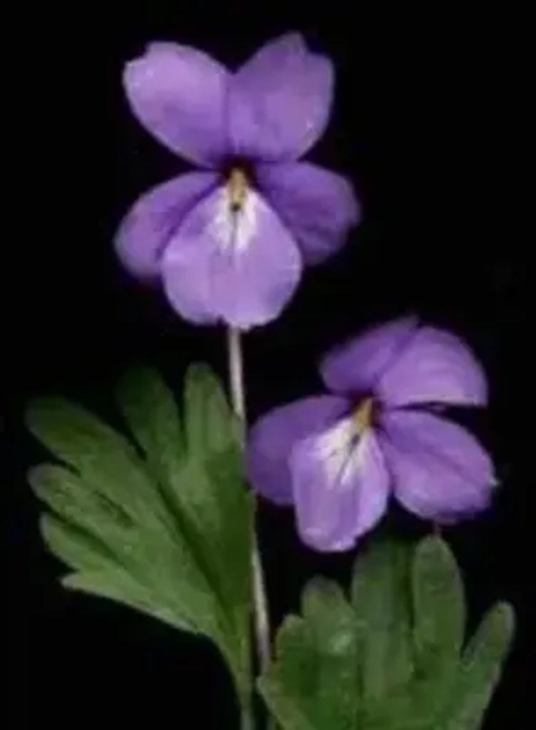Winifred Arnold