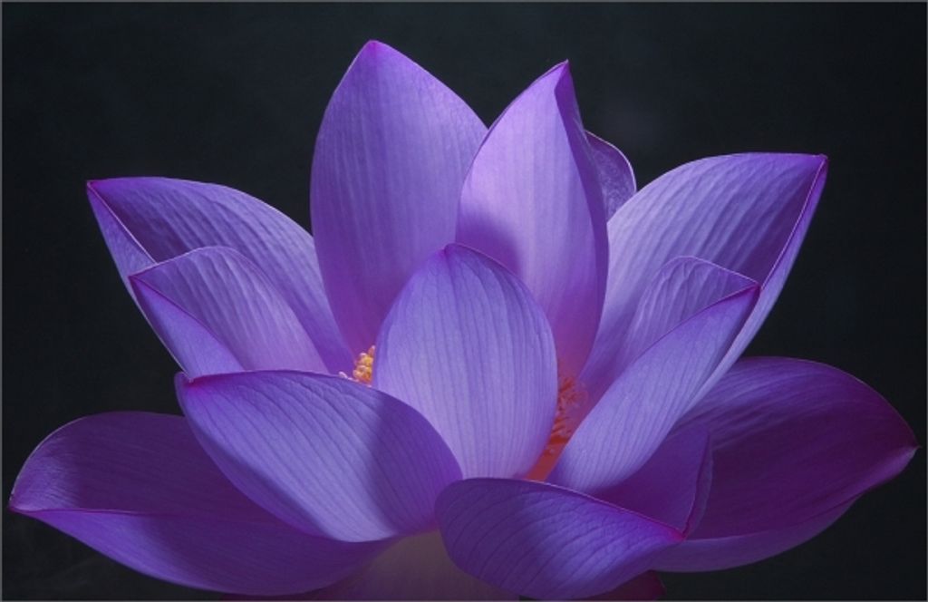 Marcella A. "Marcy" Wilkinson Profile Photo