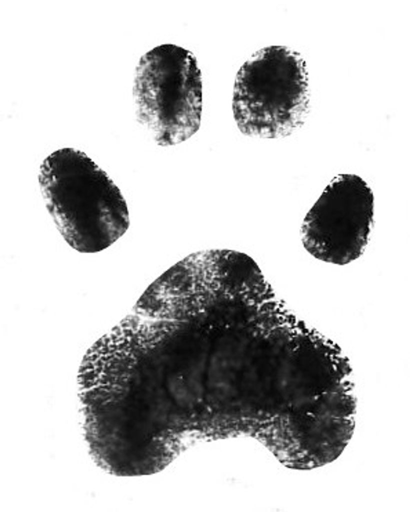 Gibson Kavanaugh Profile Photo