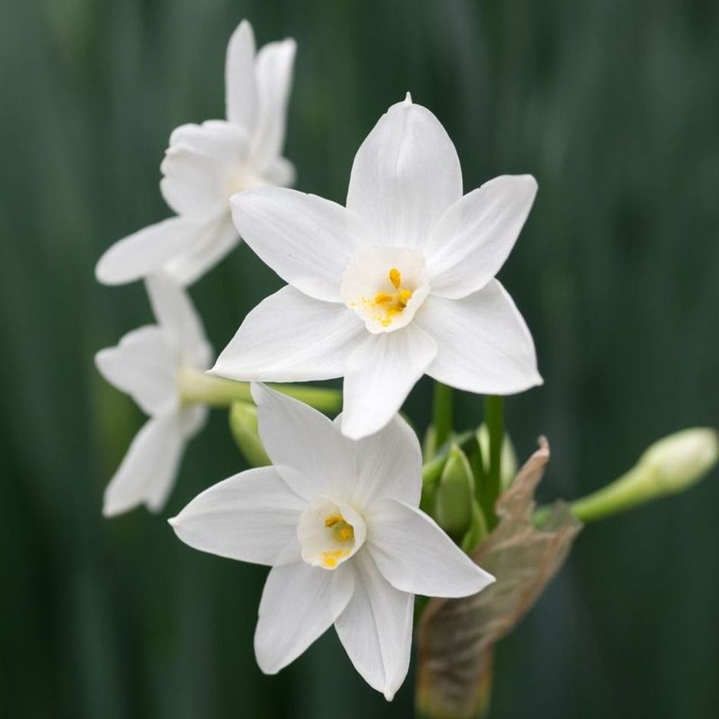 Anne M Hanson Profile Photo