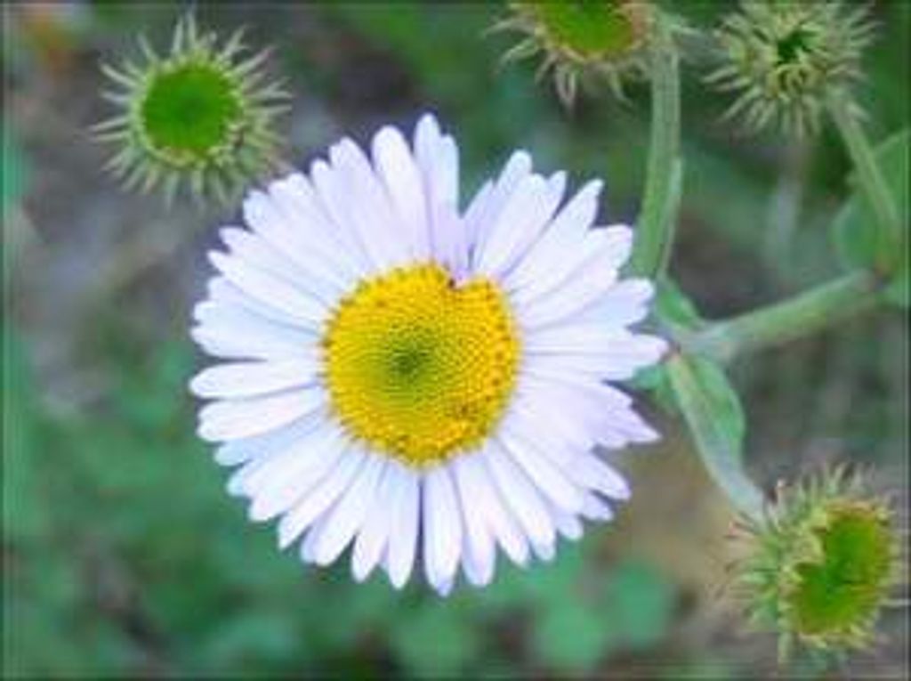 Pamela Jean Patrick Profile Photo