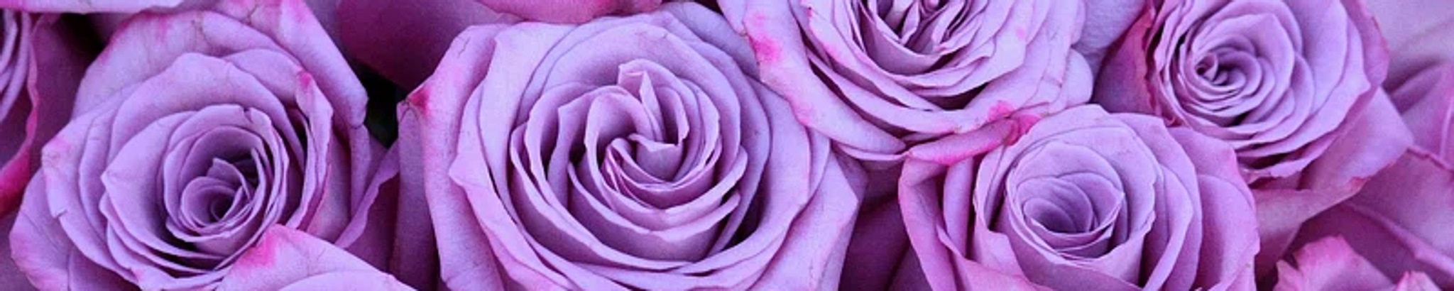 Cover for Tamara Lynn Wiberg's Obituary