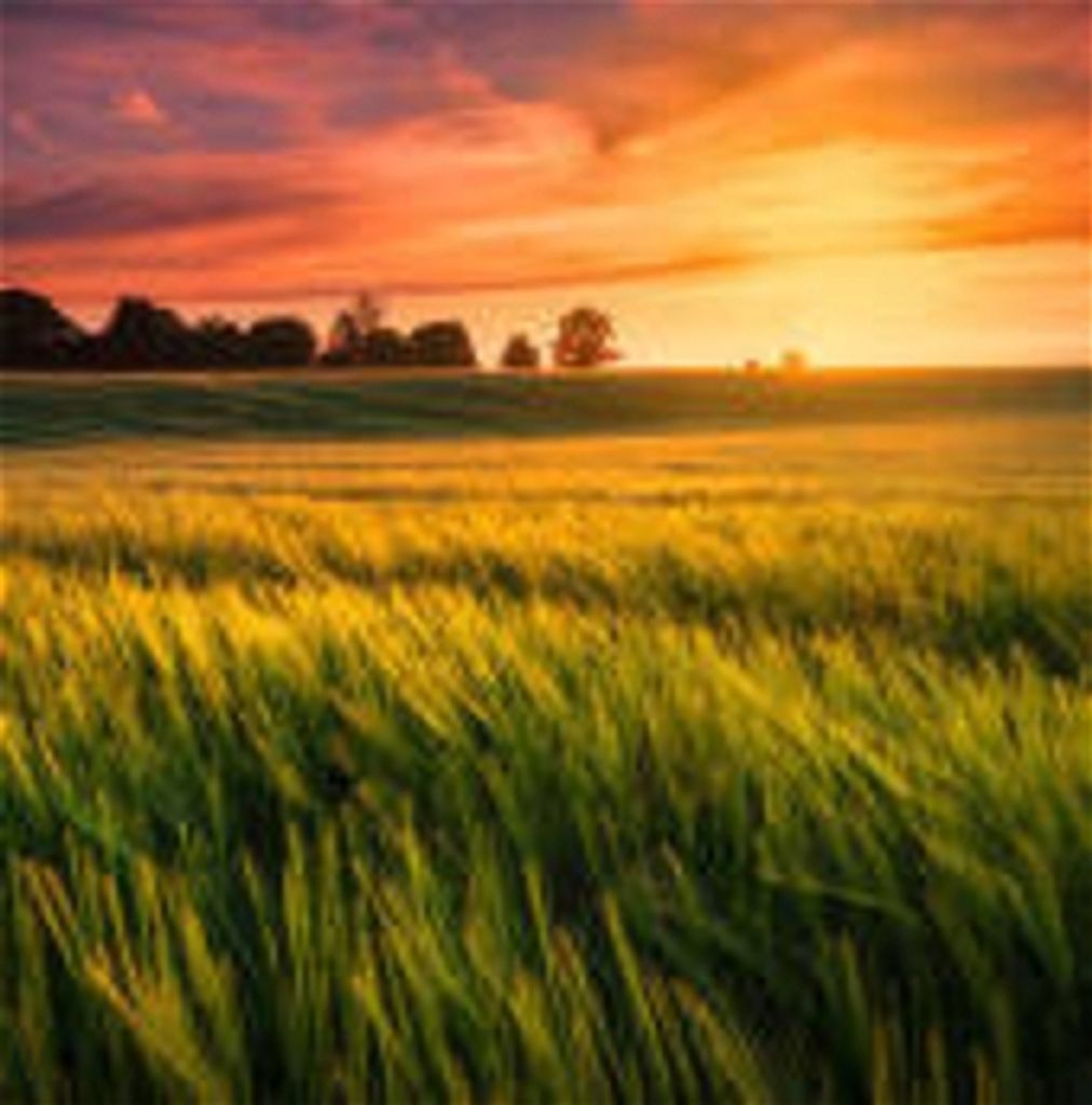 Wayne Douglas Rouleau