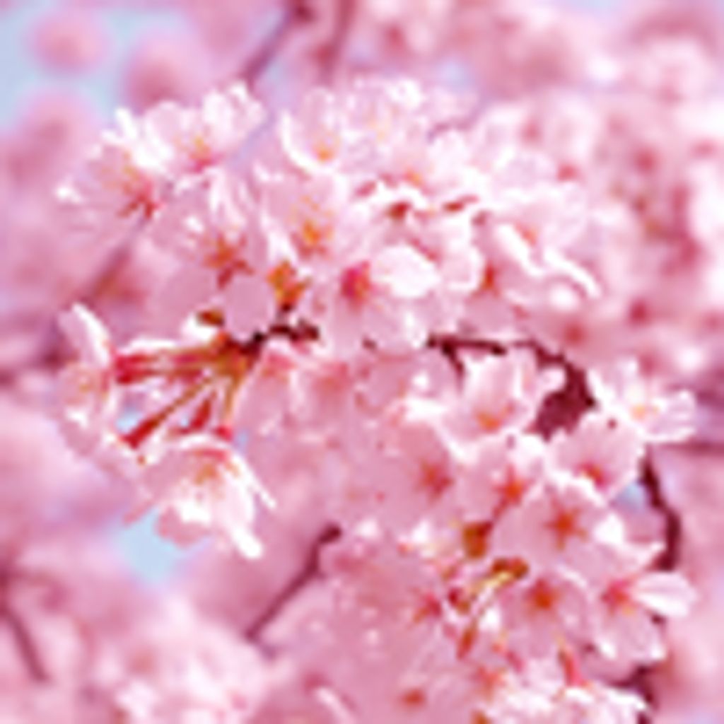 Dorothy Evelyn Biers