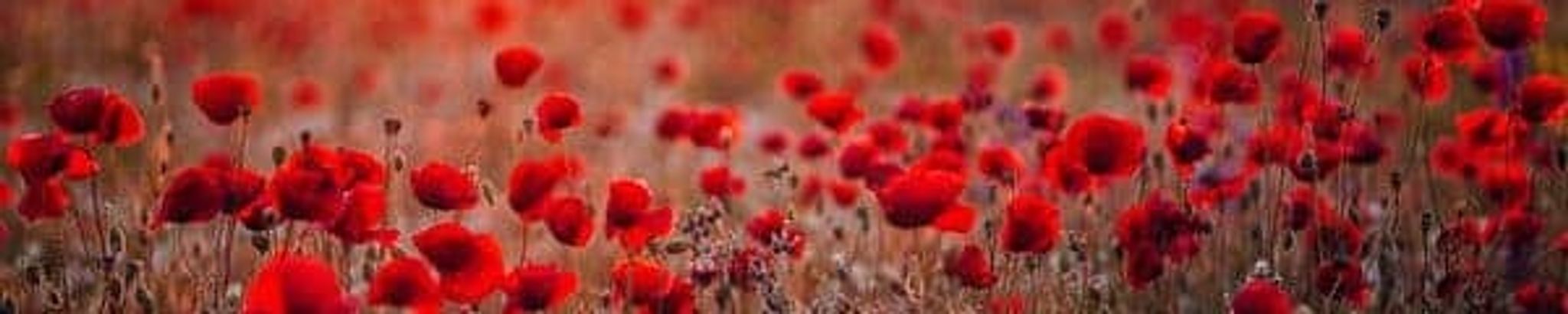 Cover photo for Bernice "Poppy" Arlene Stewart's Obituary