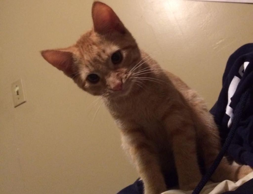 Tiger Depoe Profile Photo