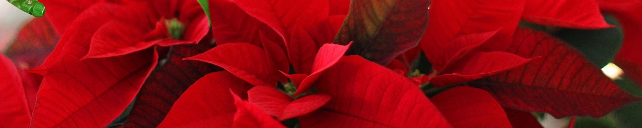 Cover for Madelyne Ferguson Baxter's Obituary