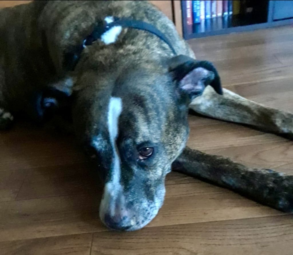 Zeus Boltzen Profile Photo