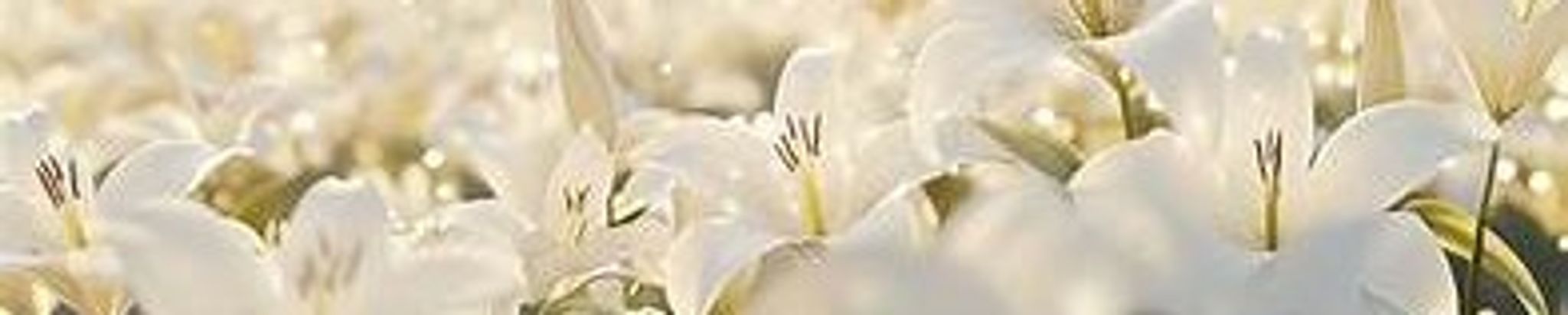 Cover for Cindy L Stoughton's Obituary
