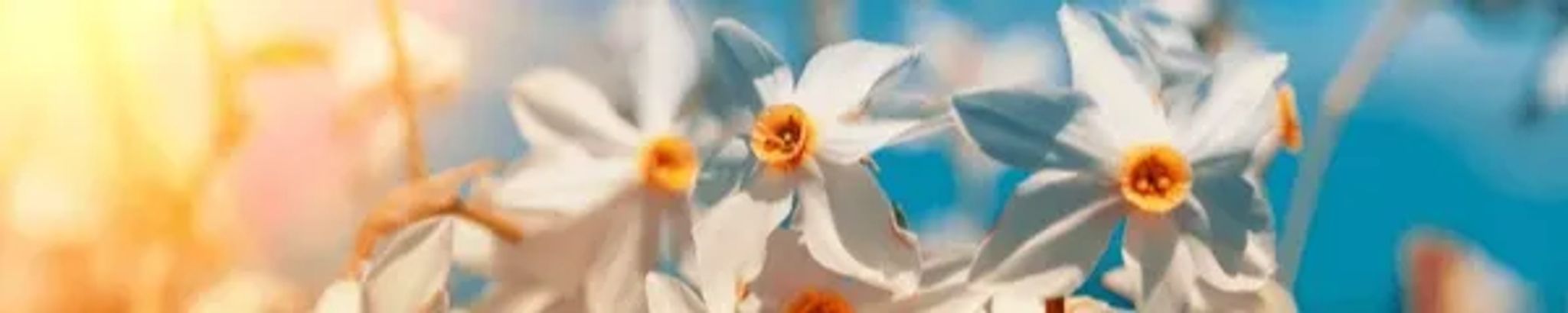 Cover photo for Cheryl Sue Nizer's Obituary