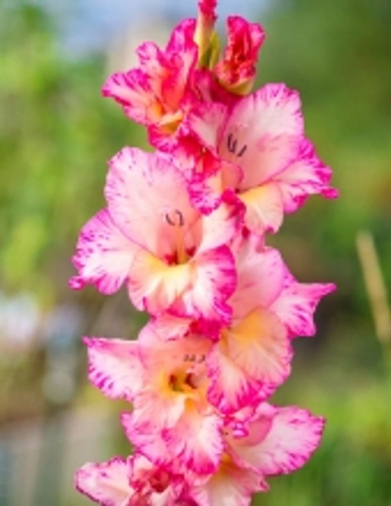 Hilda Thomas Mcdowell