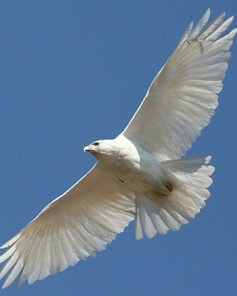 Ezzra James Goggles Profile Photo