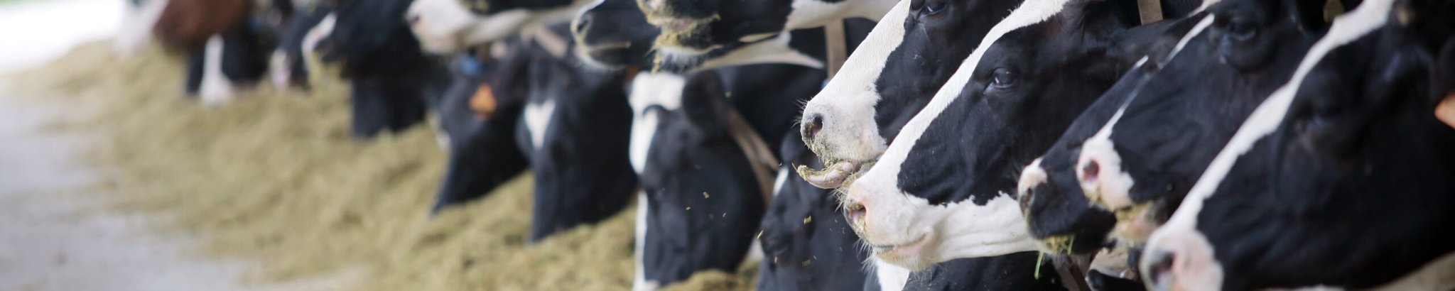 Cover for Robert "Bob" George Hampton II's Obituary