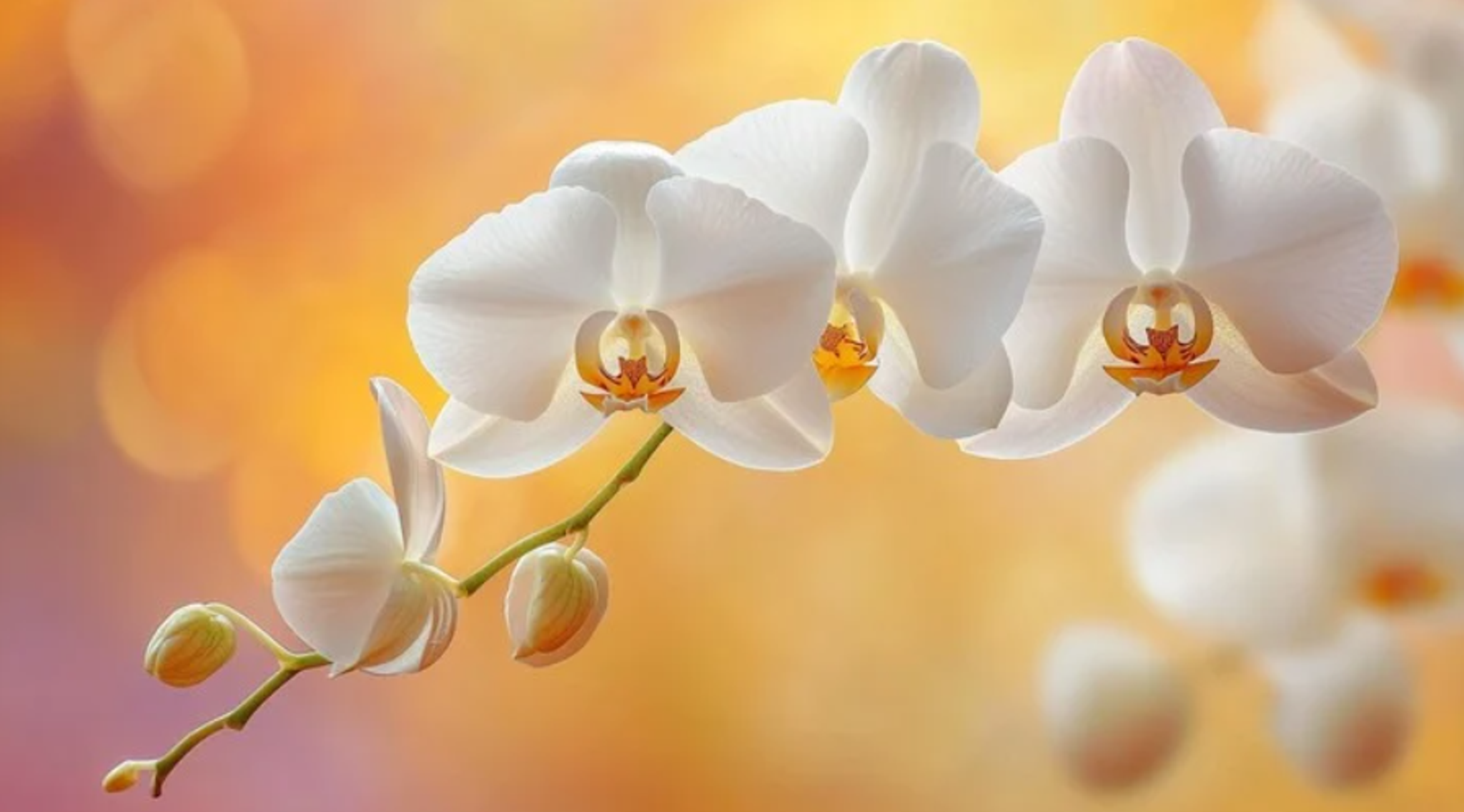 Cover for Mariana Gamez's Obituary